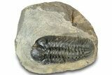 Prone Reedops Trilobite - Atchana, Morocco #311149-3